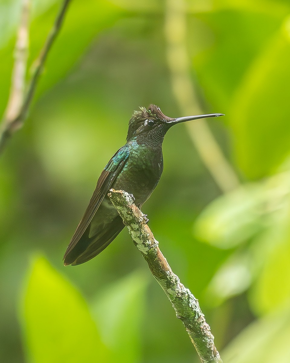 Violettkron-Brillantkolibri - ML645208275