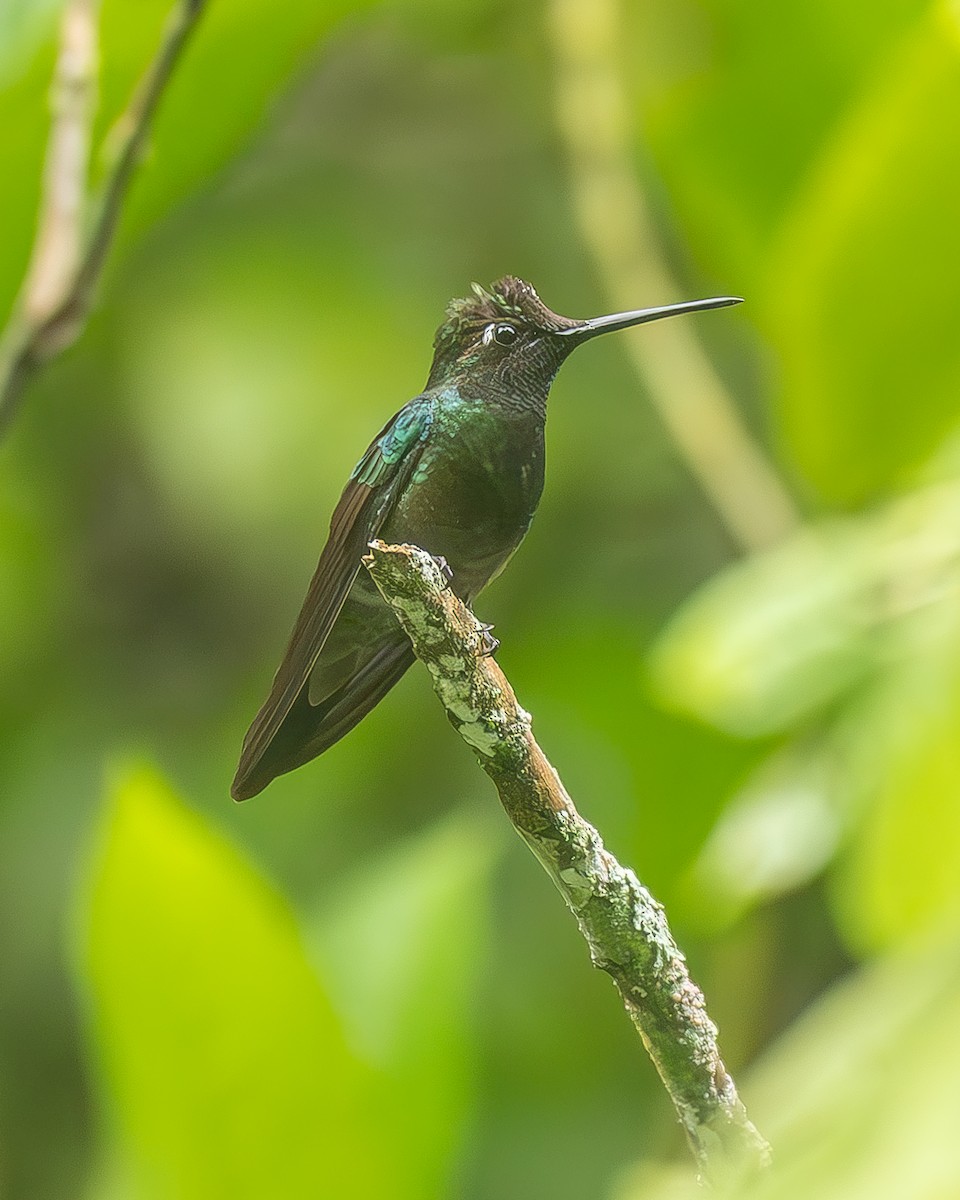 Violettkron-Brillantkolibri - ML645208276