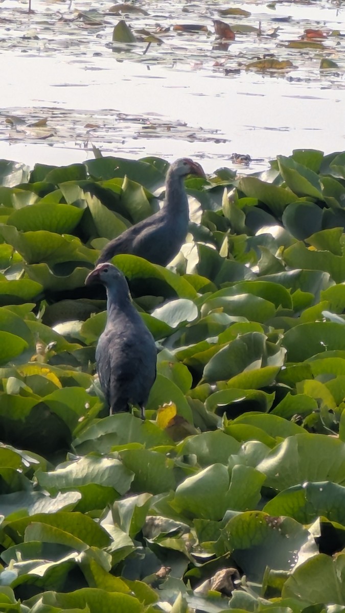 Graukopf-Purpurhuhn - ML645208277