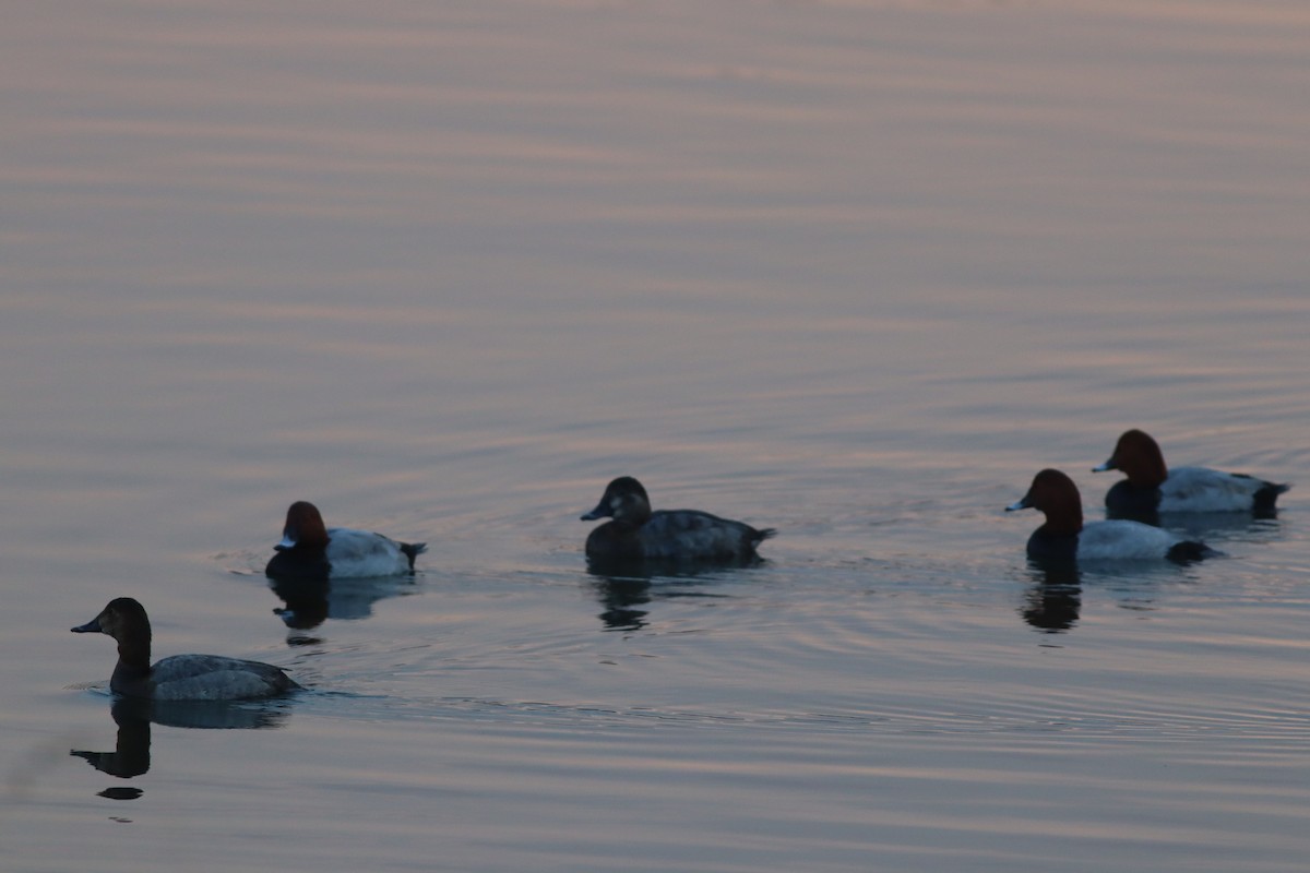 Tafelente - ML645208281