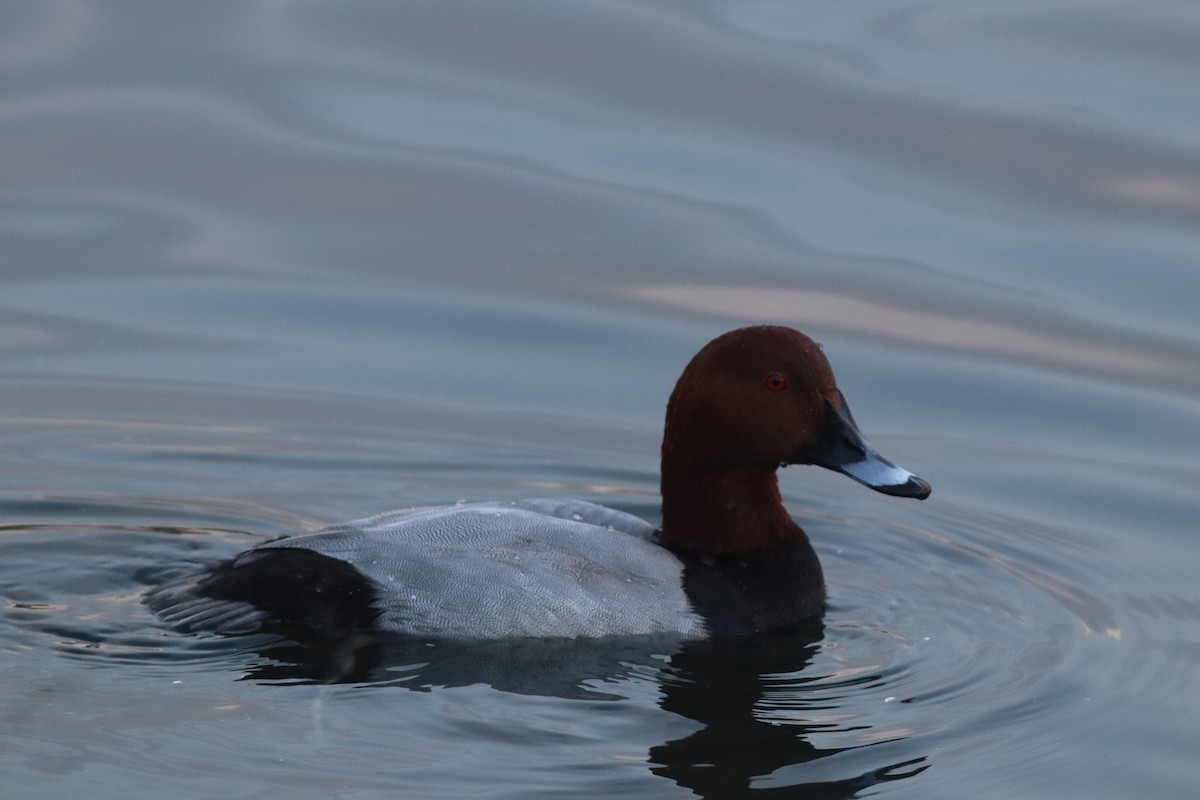 Tafelente - ML645208285