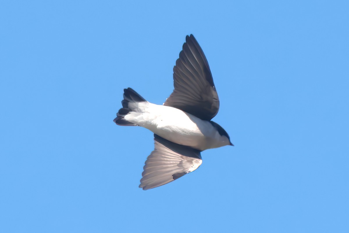 Sumpfschwalbe - ML645208298