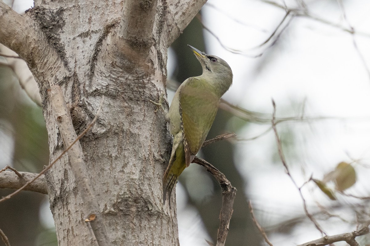 Grauspecht - ML645208299