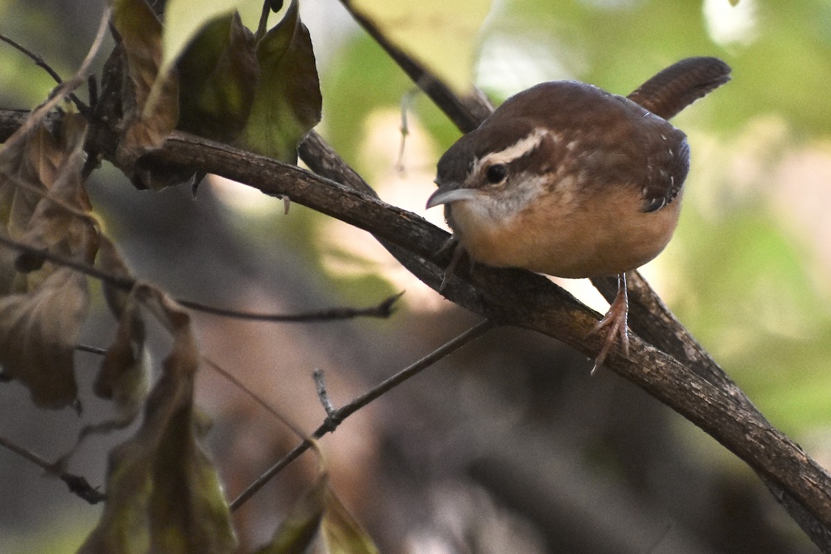 Carolina Wren - ML645208304