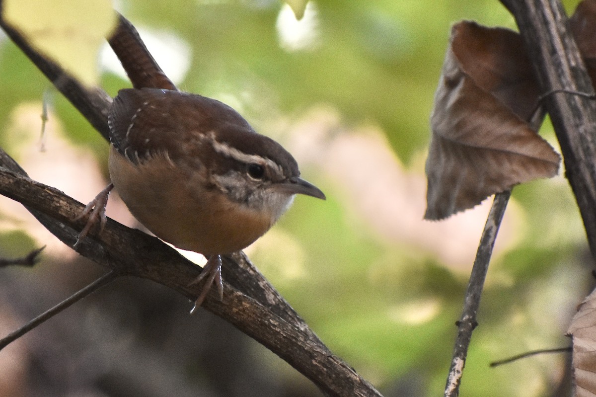 Carolina Wren - ML645208305