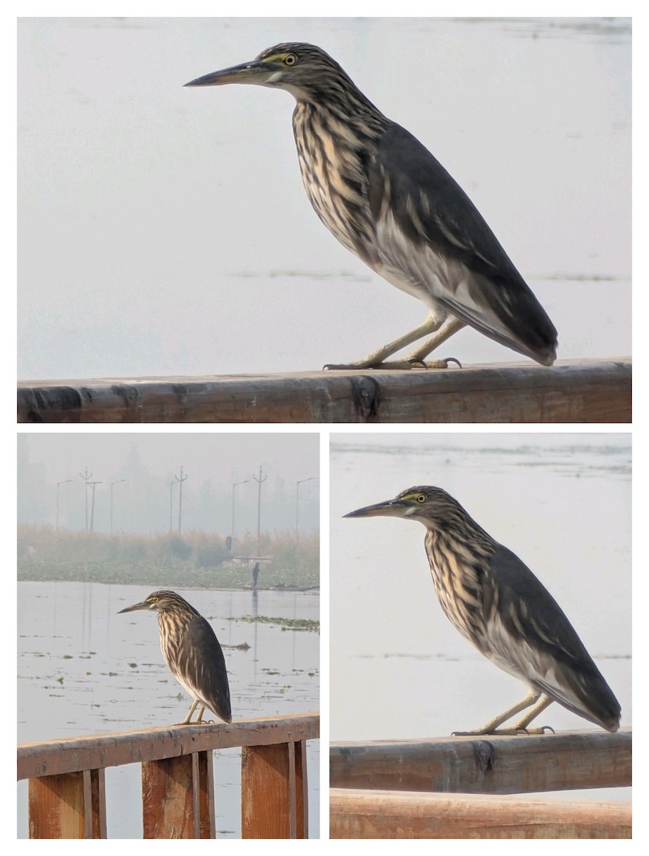 Indian Pond-Heron - ML645208306