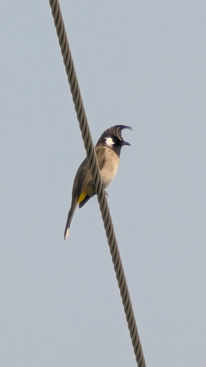 Bulbul à joues blanches - ML645208325