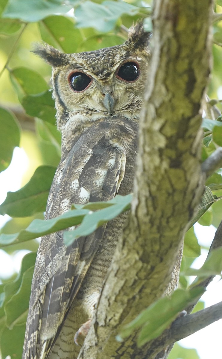 Grand-duc du Sahel - ML645208326