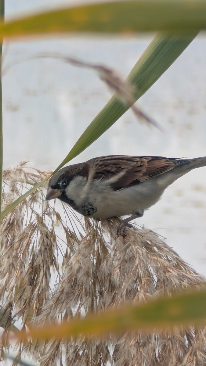 Moineau domestique - ML645208328