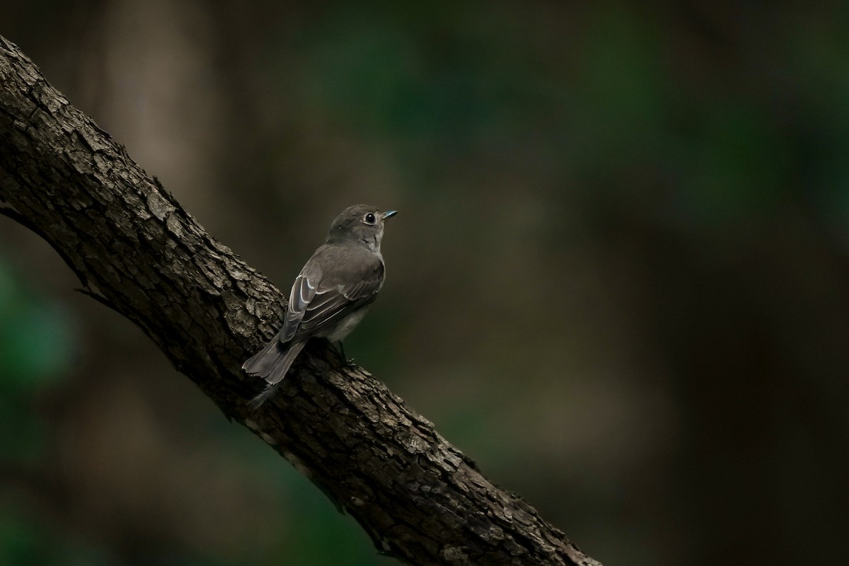 Gobemouche brun - ML645208329