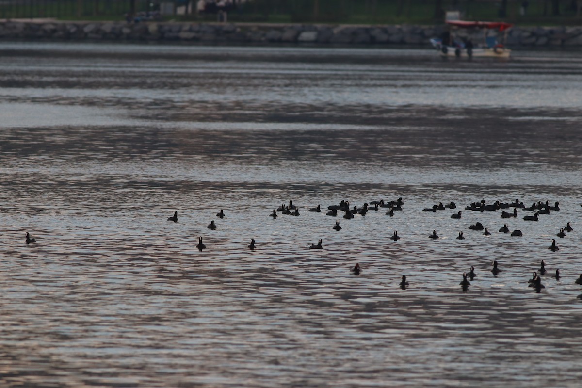 Foulque macroule - ML645208334