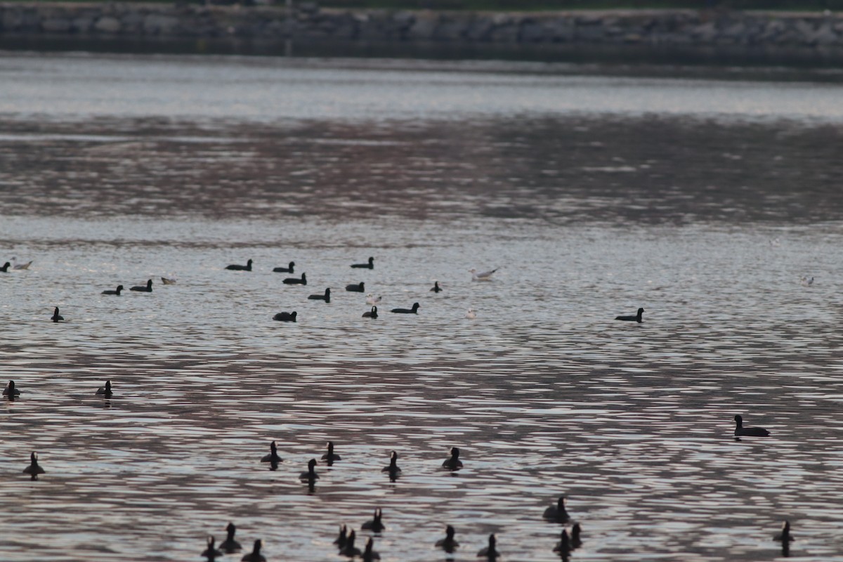 Foulque macroule - ML645208335