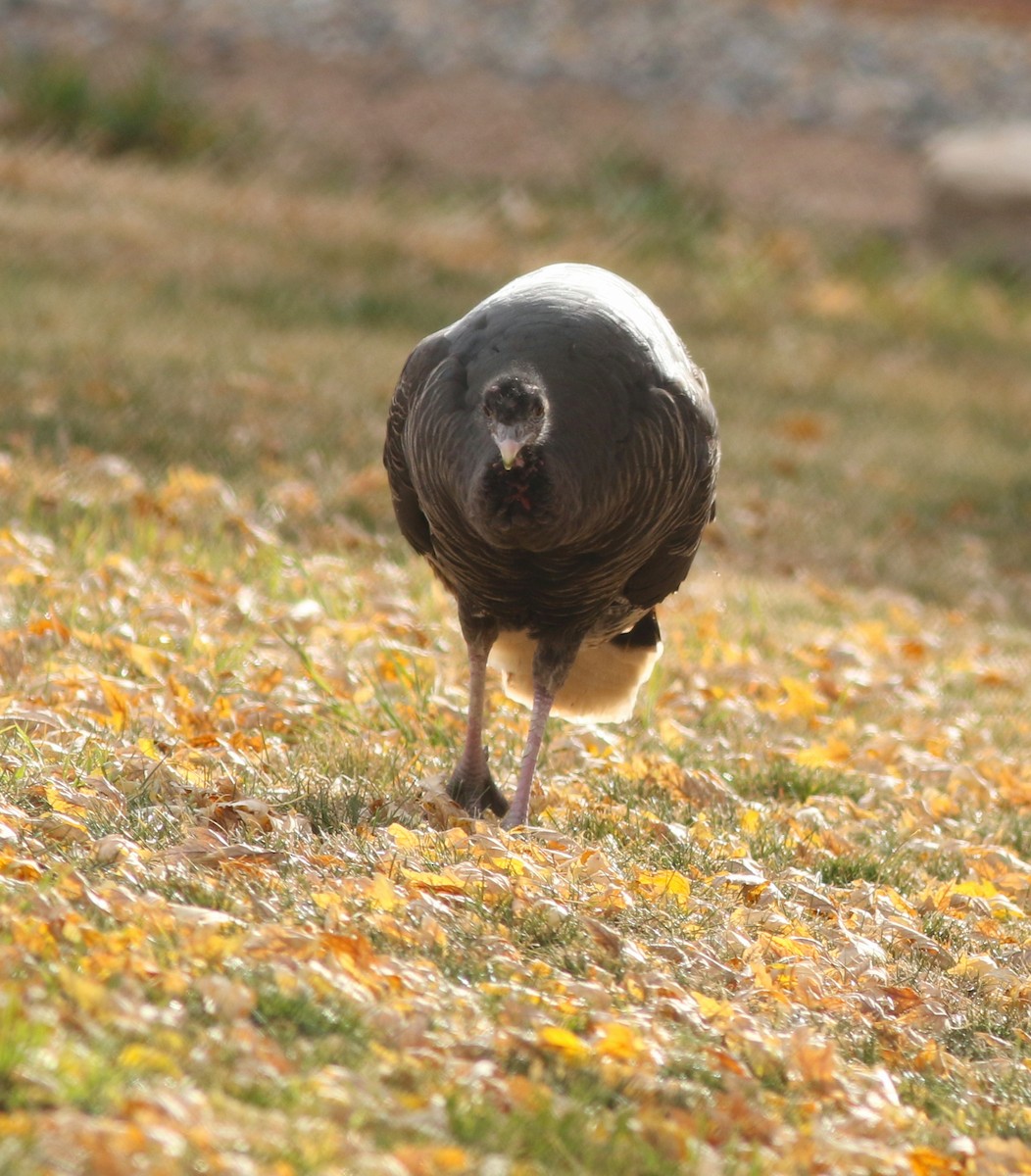 Dindon sauvage - ML645208337