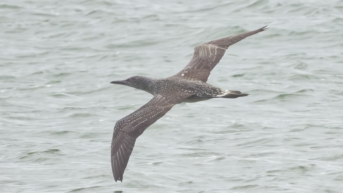 Fou de Bassan - ML645208341