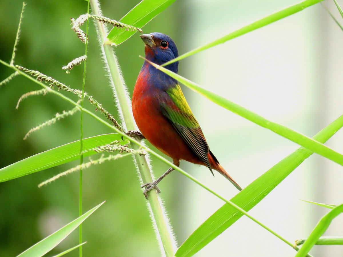 Passerin nonpareil - ML645208346