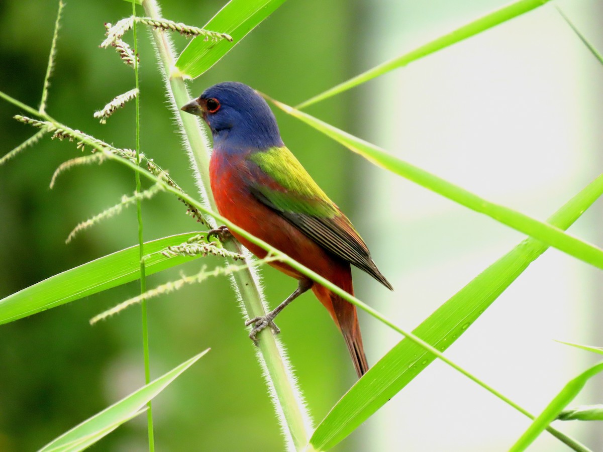 Passerin nonpareil - ML645208347