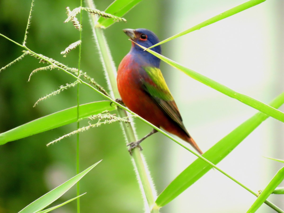 Passerin nonpareil - ML645208348