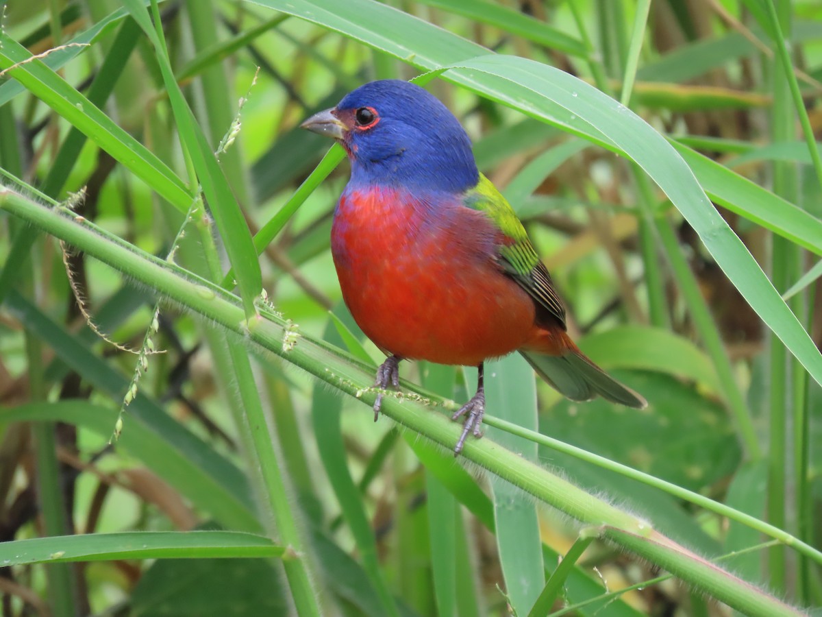 Passerin nonpareil - ML645208349