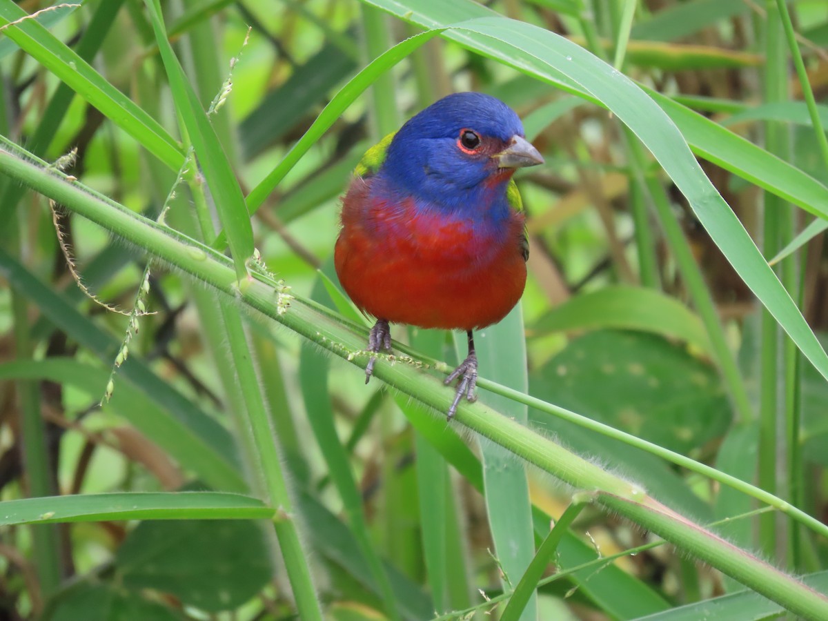 Passerin nonpareil - ML645208351