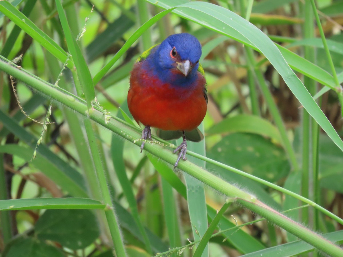 Passerin nonpareil - ML645208352