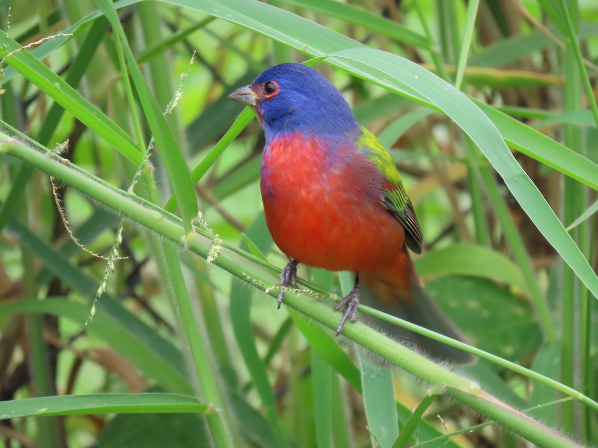 Passerin nonpareil - ML645208353