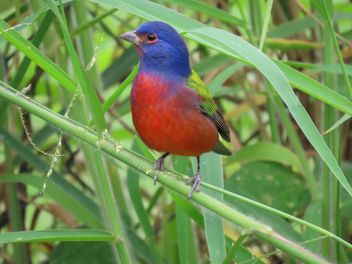 Passerin nonpareil - ML645208354