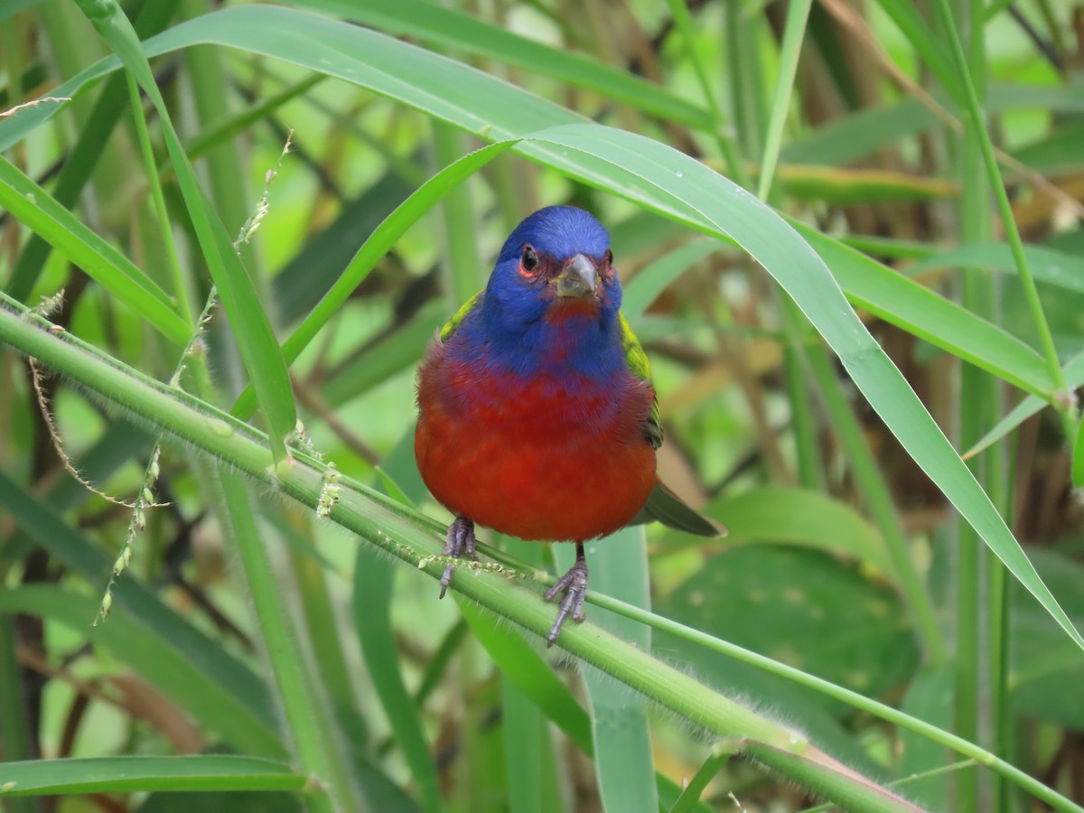 Passerin nonpareil - ML645208355