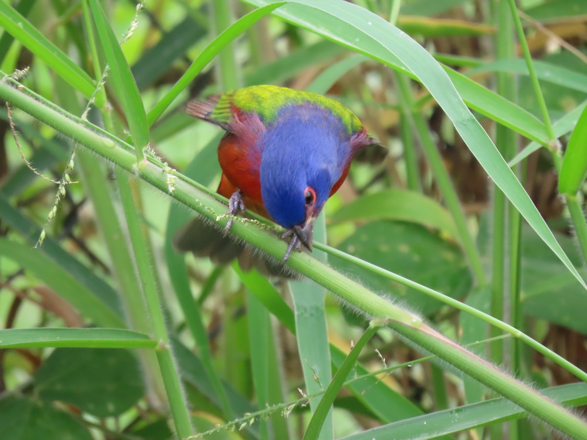 Passerin nonpareil - ML645208356