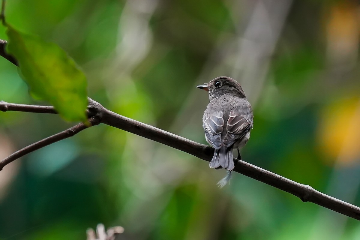 Gobemouche brun - ML645208357