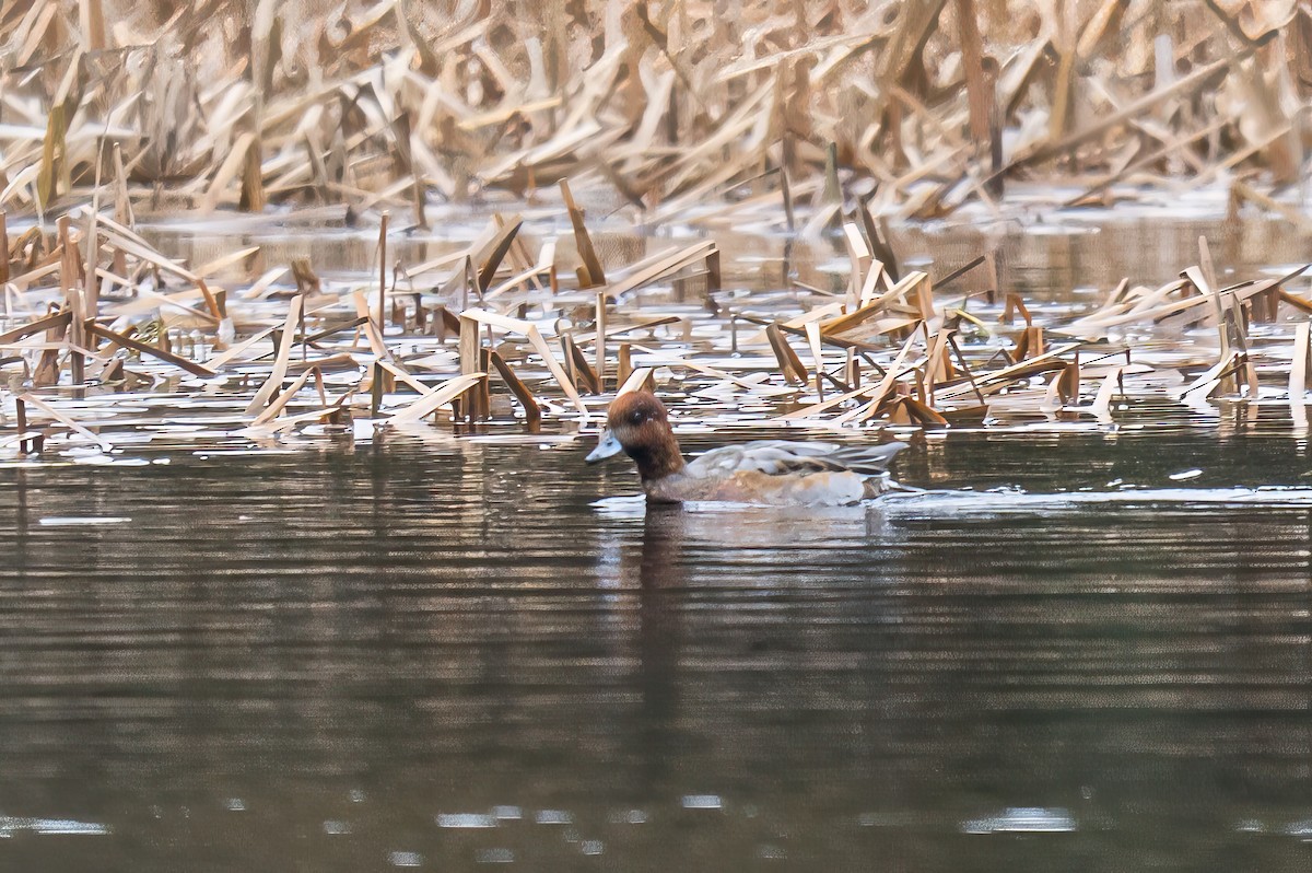 Canard siffleur - ML645208358