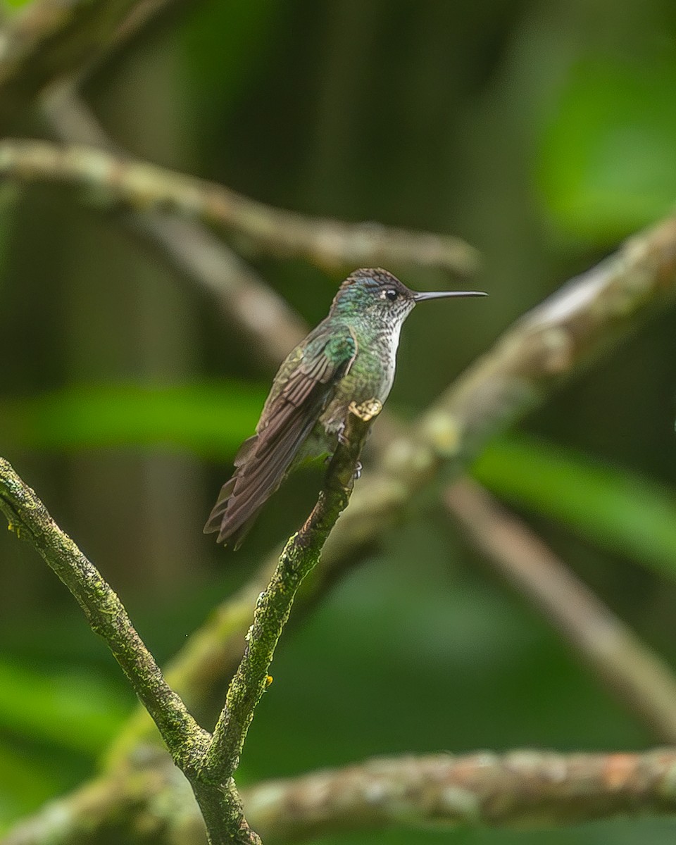 Ariane à couronne azur - ML645208359