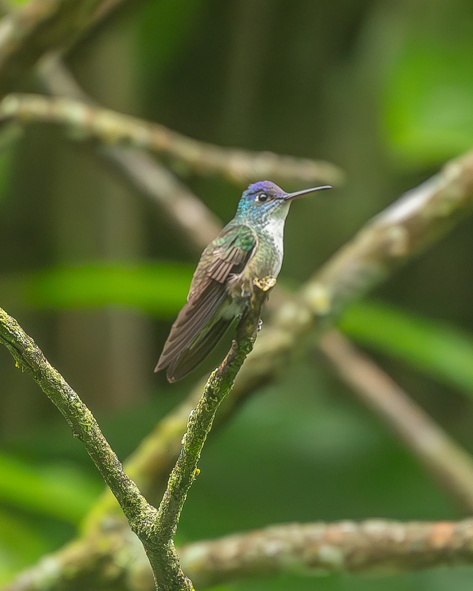 Ariane à couronne azur - ML645208360
