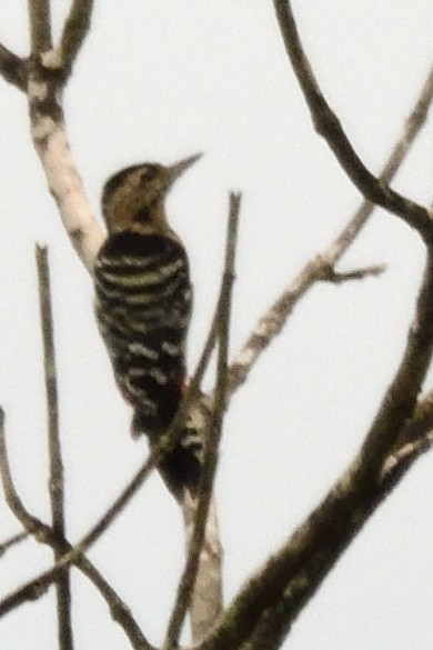 Pic de Macé - ML645208362