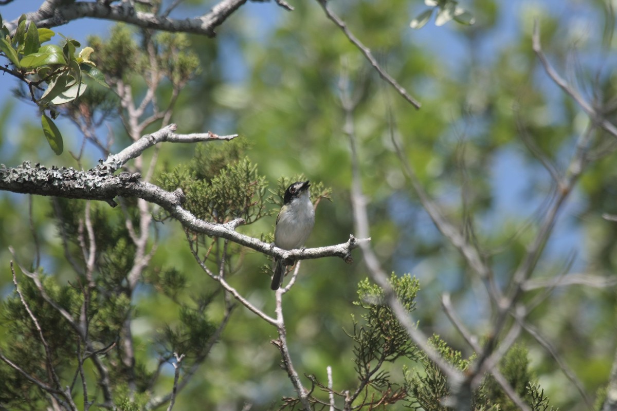 Black-capped Vireo - ML645208398