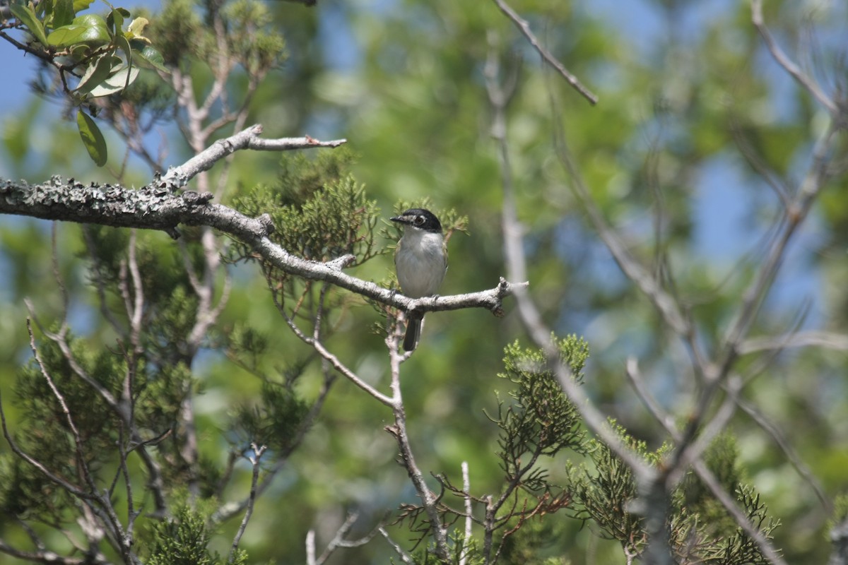 Black-capped Vireo - ML645208399