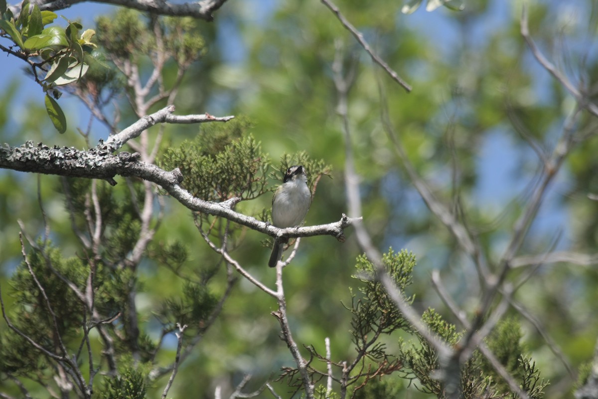 Black-capped Vireo - ML645208400