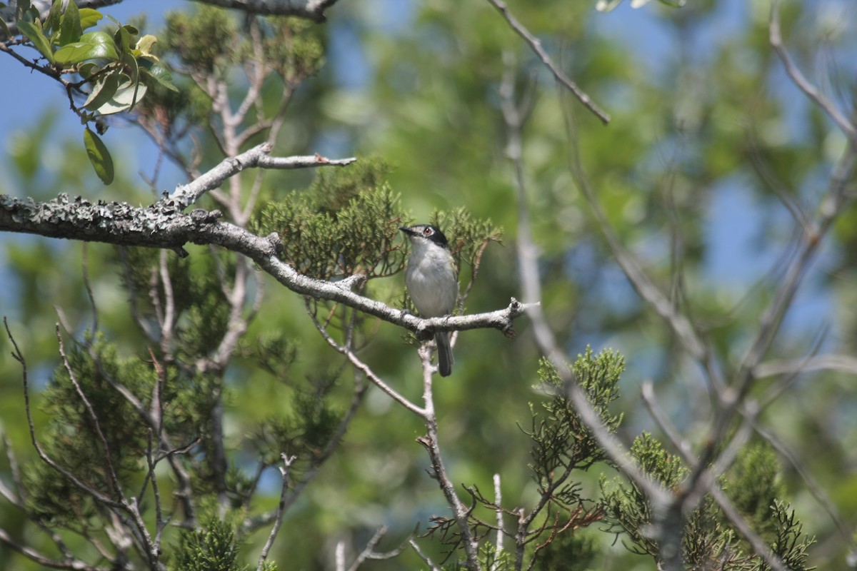 Black-capped Vireo - ML645208402