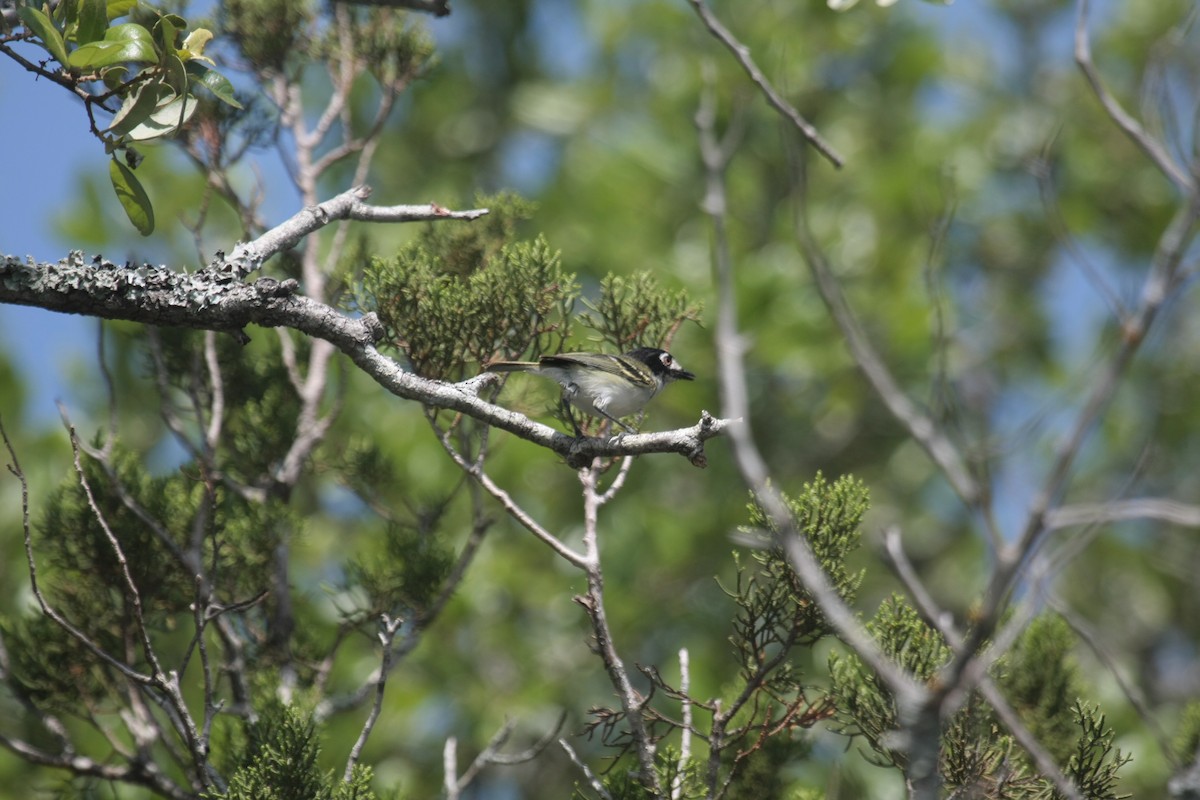 Black-capped Vireo - ML645208403