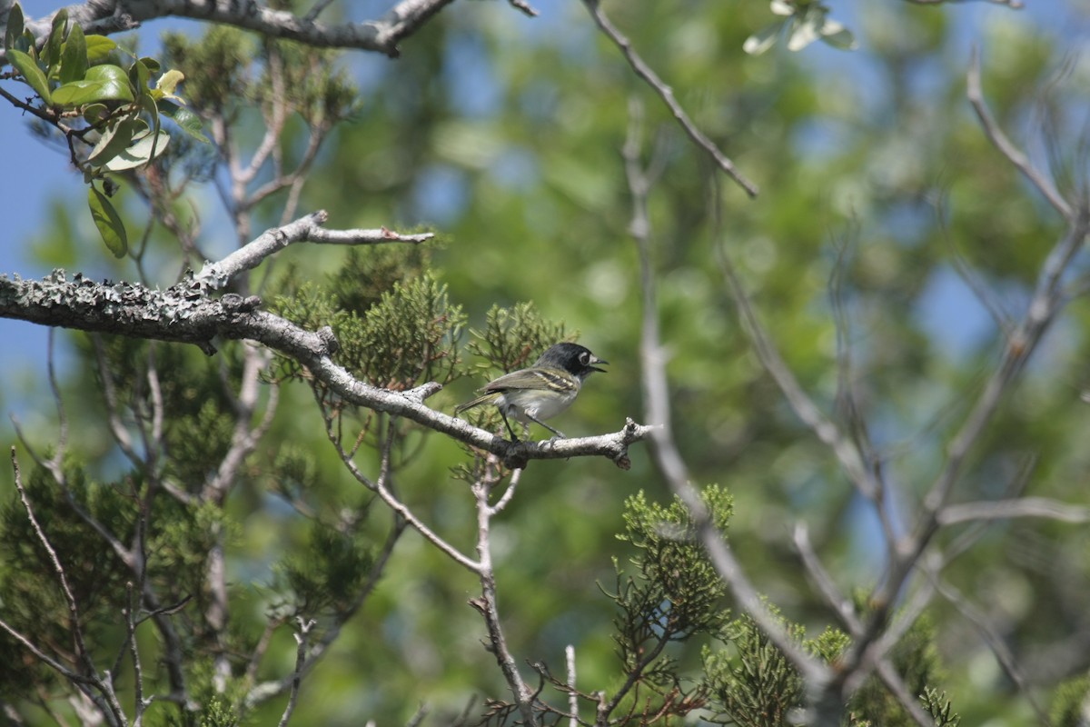 Black-capped Vireo - ML645208404