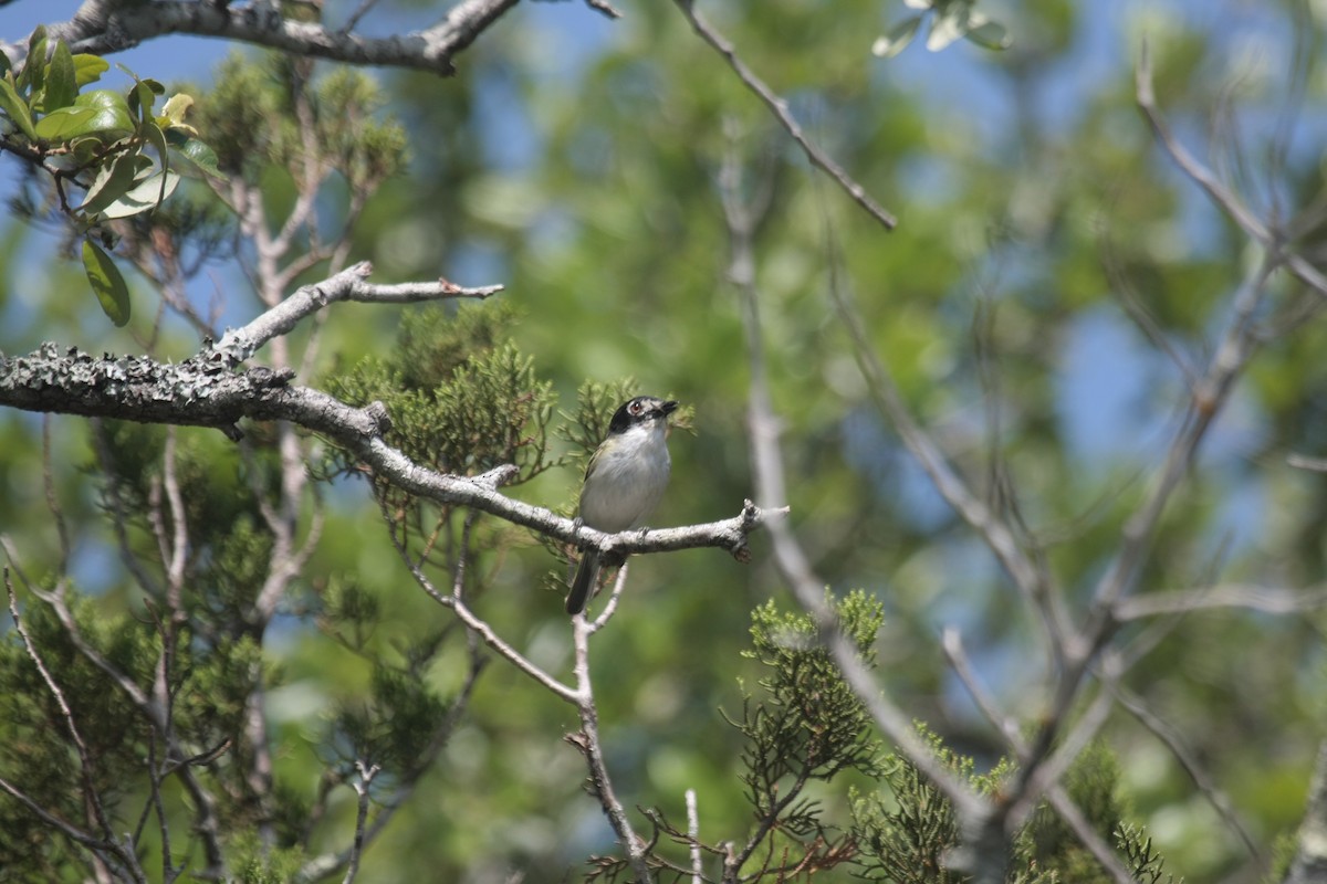 Black-capped Vireo - ML645208405