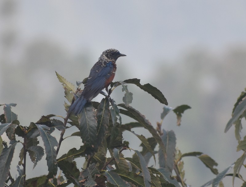 Chestnut-bellied Rock-Thrush - ML645208416