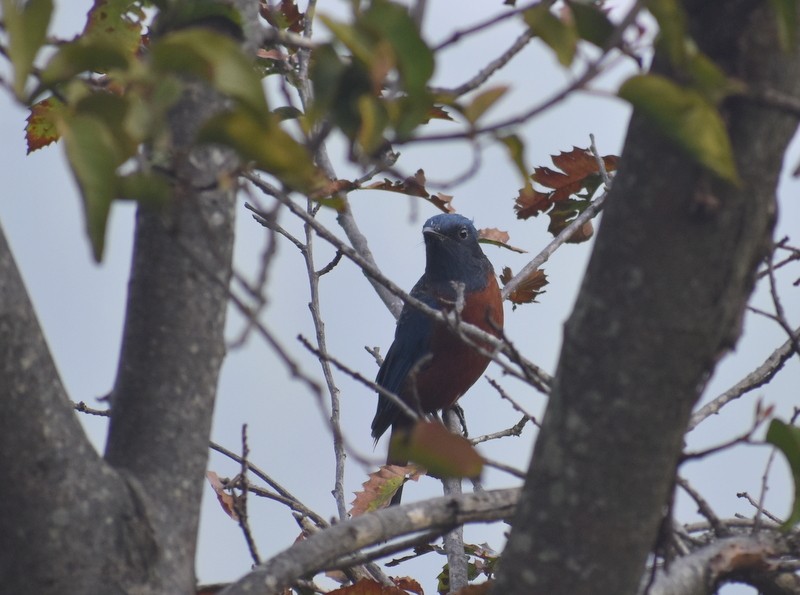 Chestnut-bellied Rock-Thrush - ML645208417