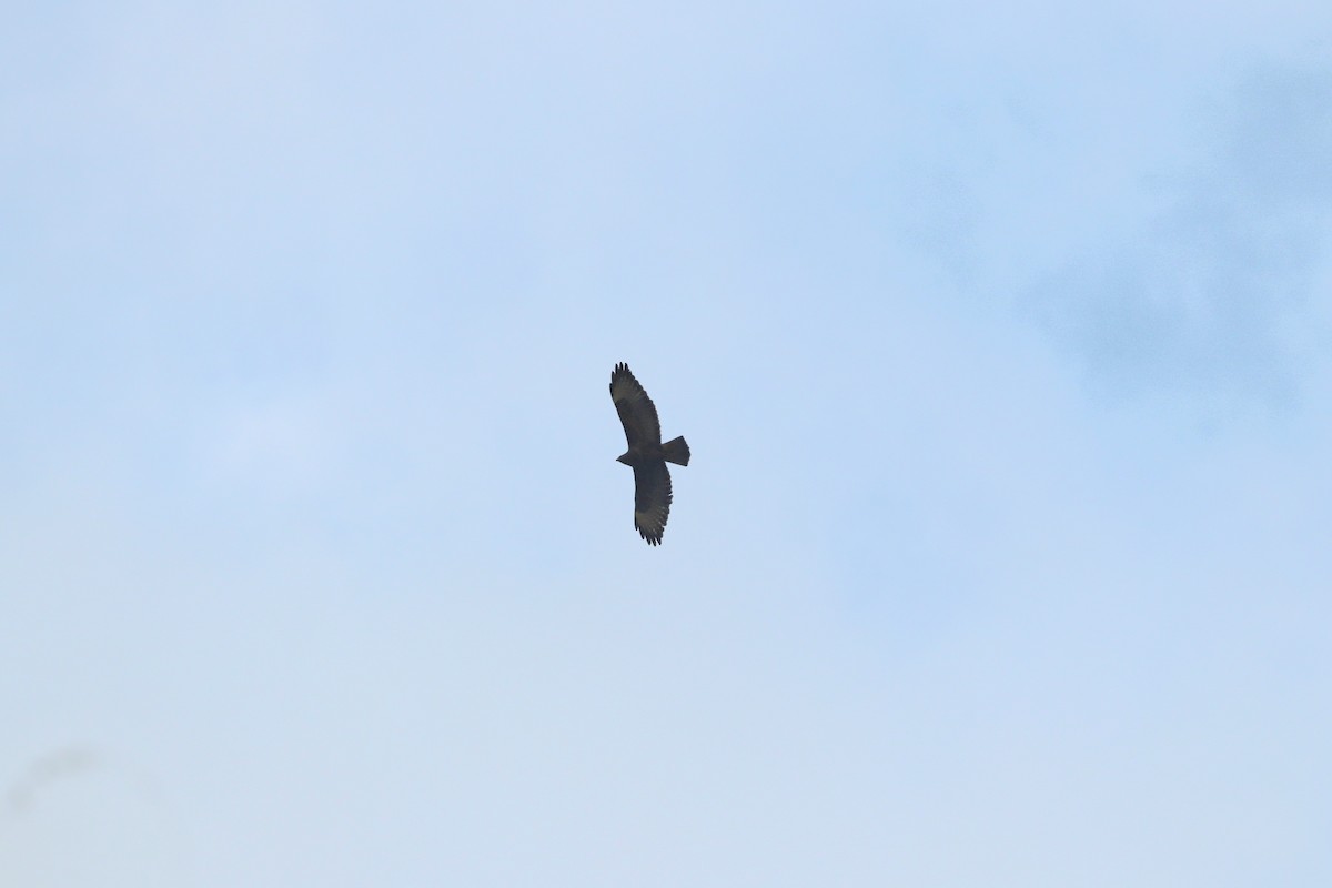 káně lesní - ML645208418