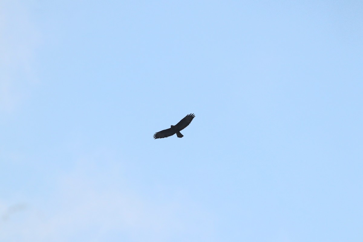 káně lesní - ML645208419