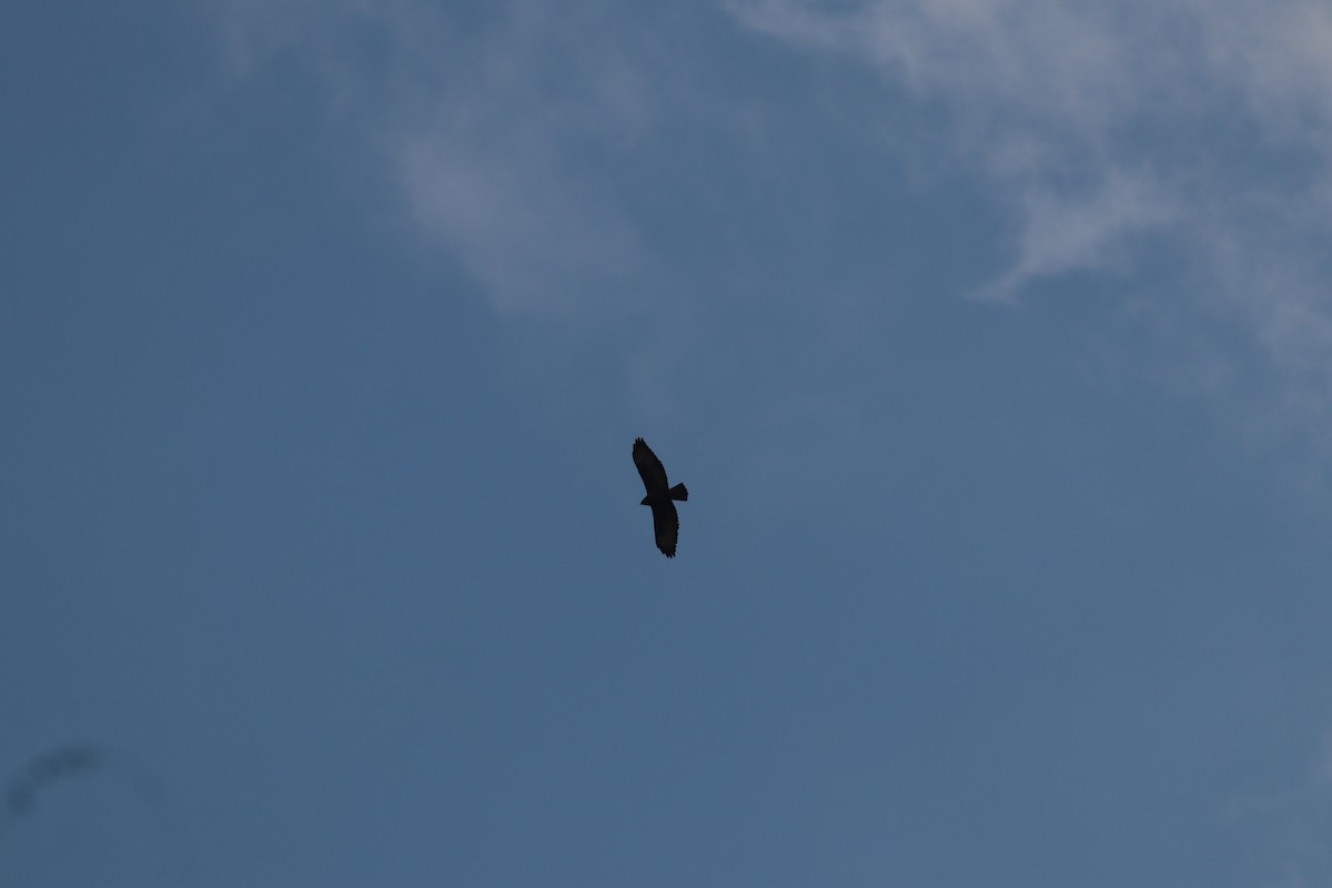 káně lesní - ML645208421