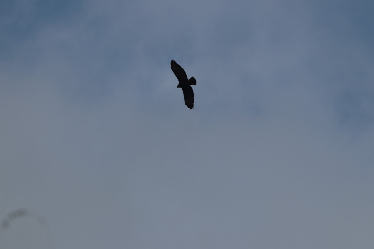 káně lesní - ML645208422