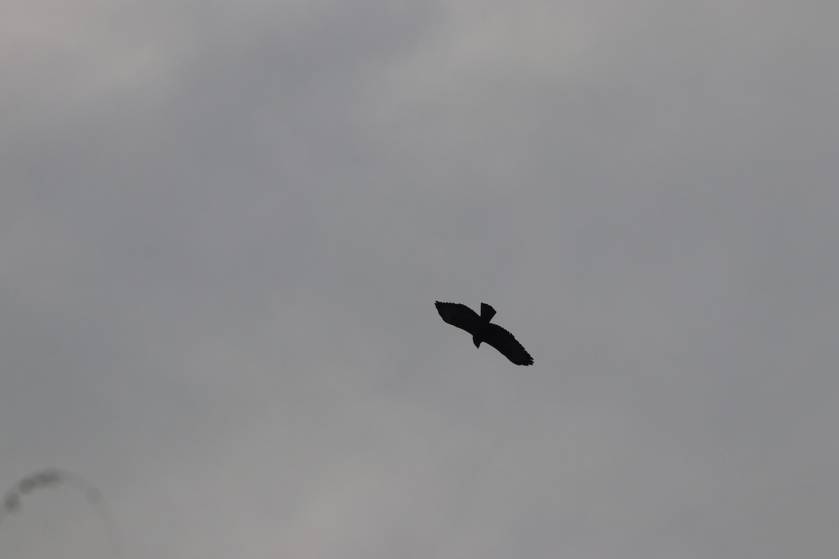 káně lesní - ML645208423