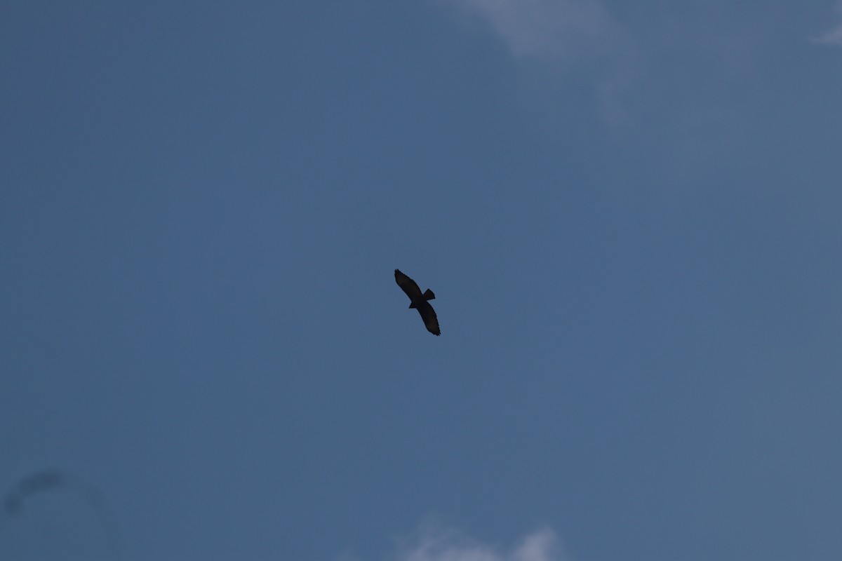 káně lesní - ML645208424