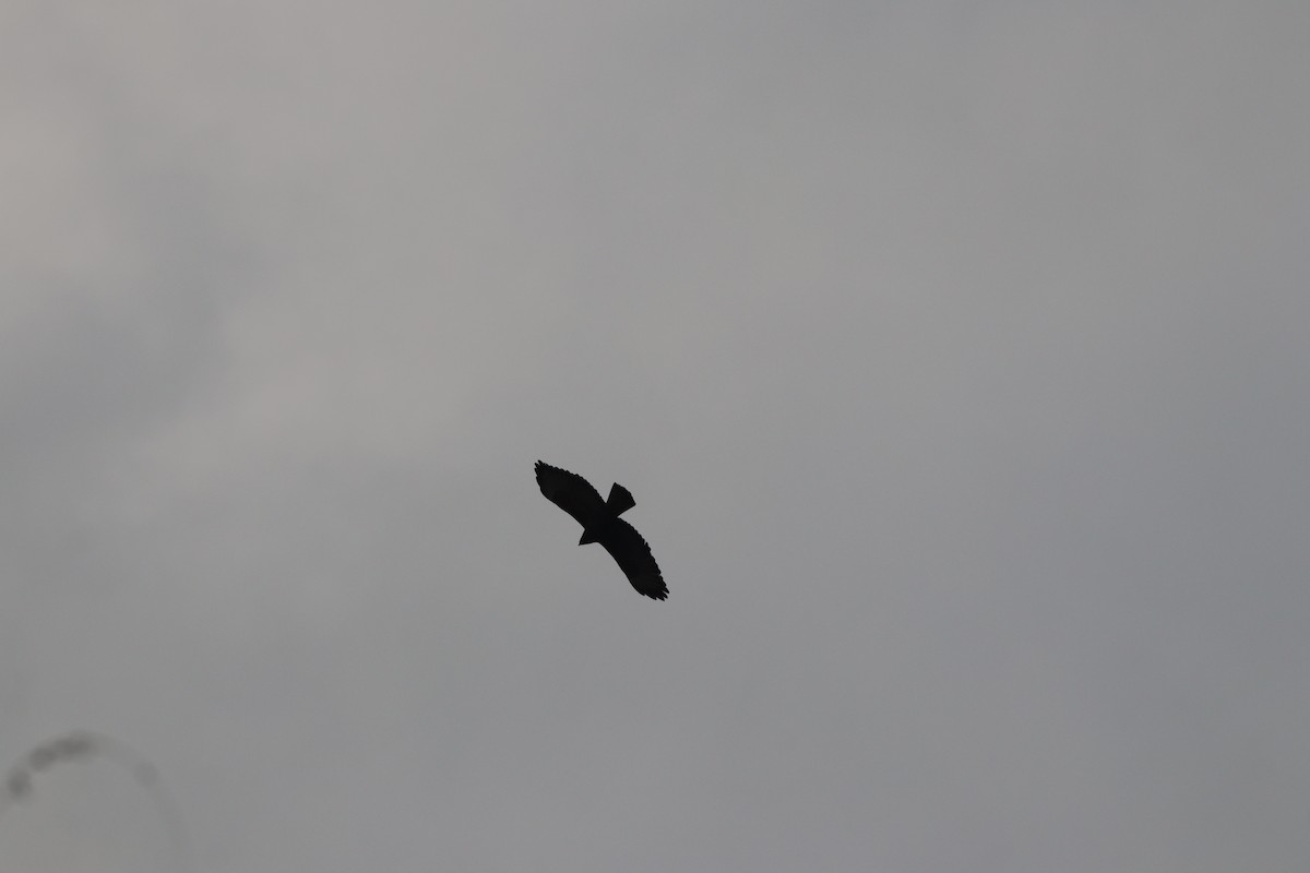 káně lesní - ML645208425