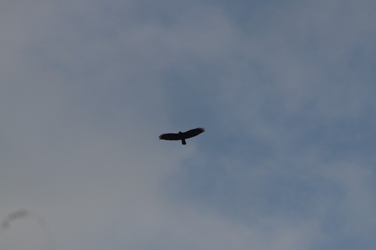 káně lesní - ML645208426